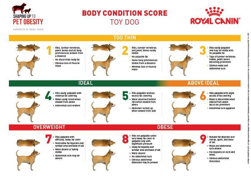 Body Condition Score Toy Dogs