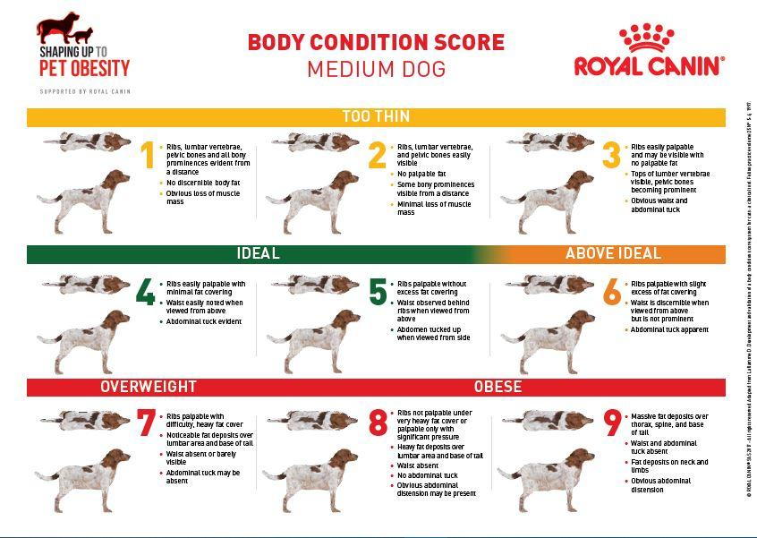 Body Condition Score Medium Dogs