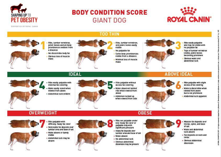 Body Condition Score Giant Dogs