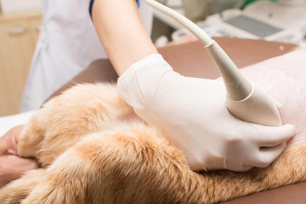 what can ultrasound detect in dogs