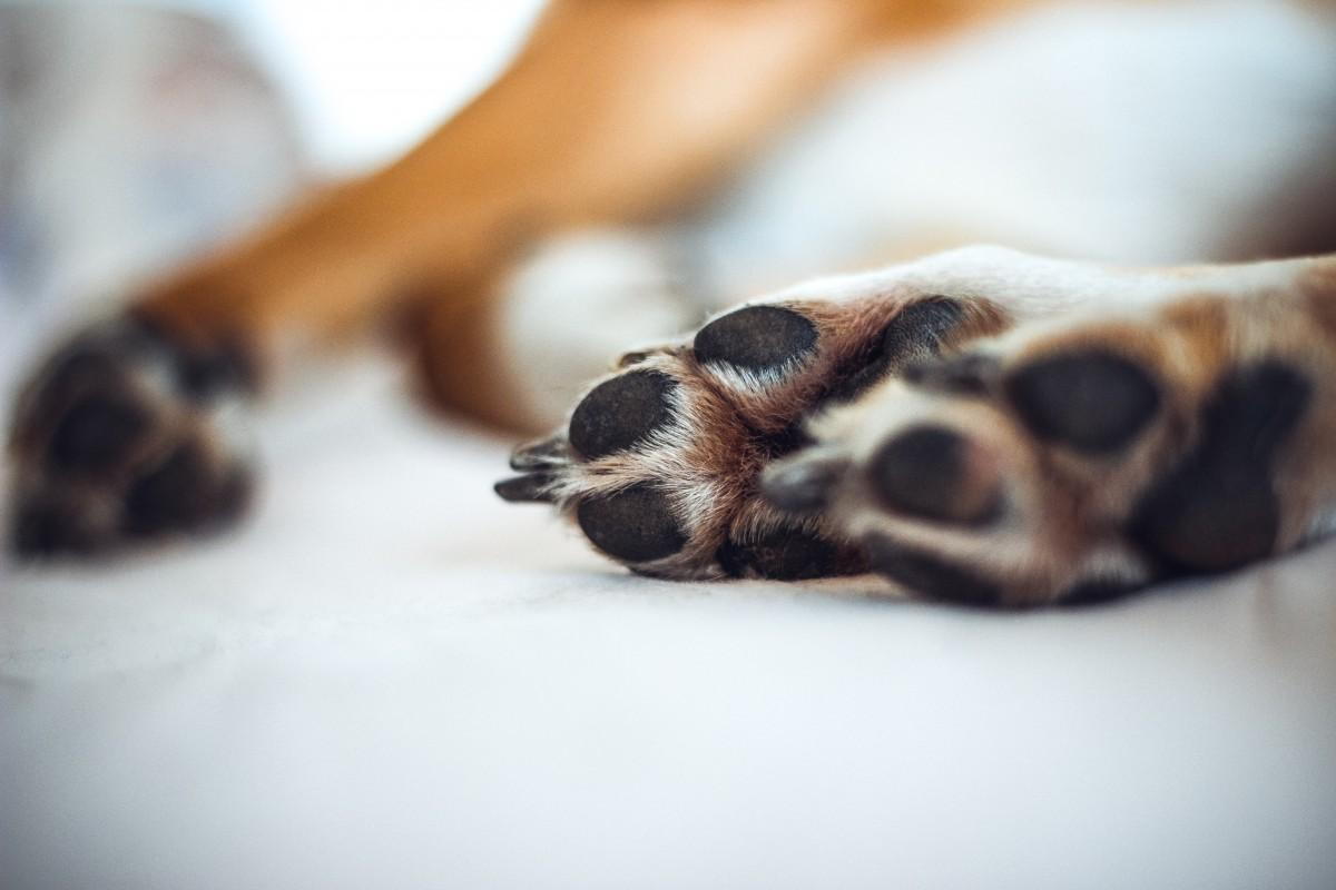 5 Tips for Treating Your Dog's Broken Nail (Vet-Approved Advice)