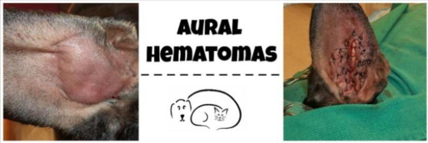 Aural hematoma outlet treatment