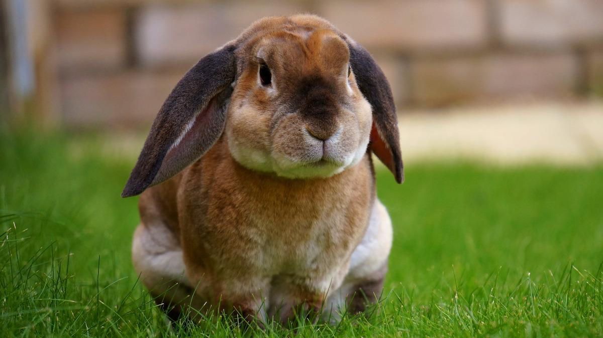 How much exercise do rabbits need?