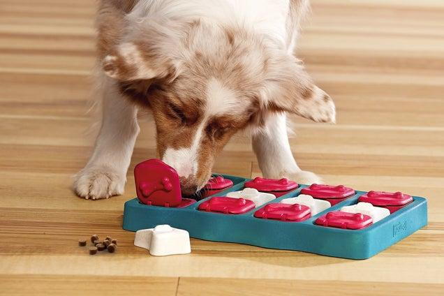 Stimulating Activities for Dogs: Boost Their Happiness