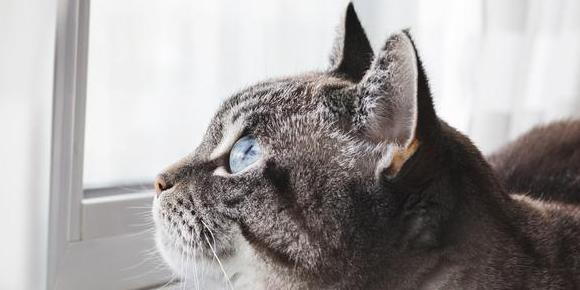 https://burst.shopify.com/photos/blue-eyed-cat-daydreams