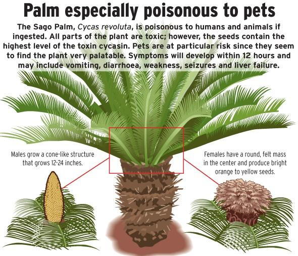 Palm tree sale toxic to dogs