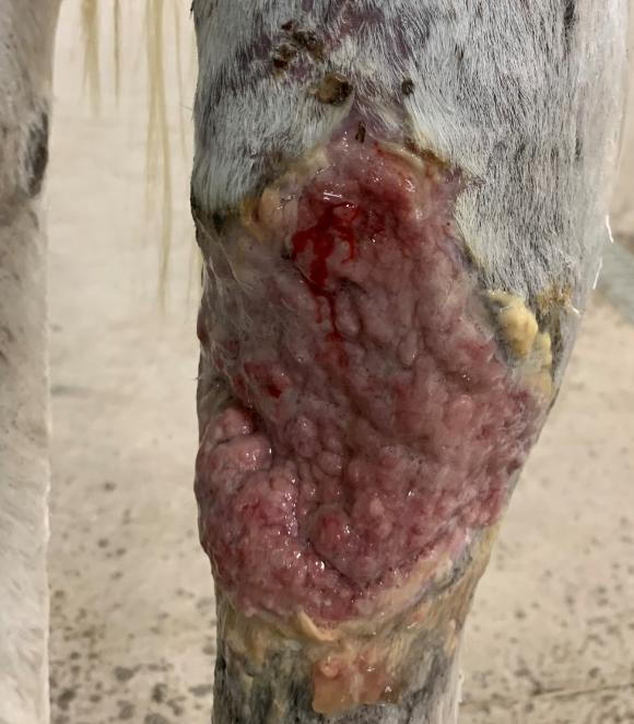 Help! My Horse's Wound is Near a Joint – The Horse