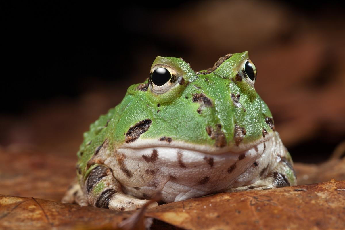how to take care of a frog or toad