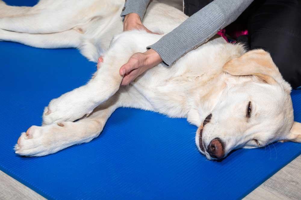 Dog fits outlet treatment