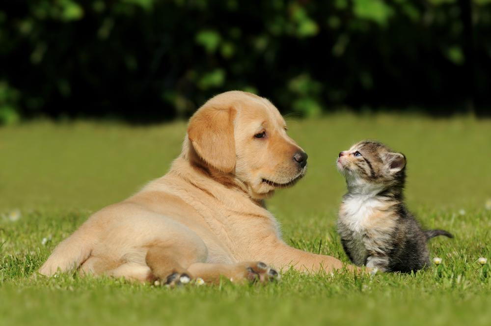 puppy and kitten playing in a field of grass