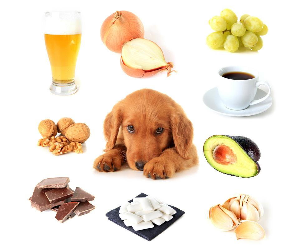 What foods are outlet not safe for dogs