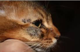 mild ringworm in cats