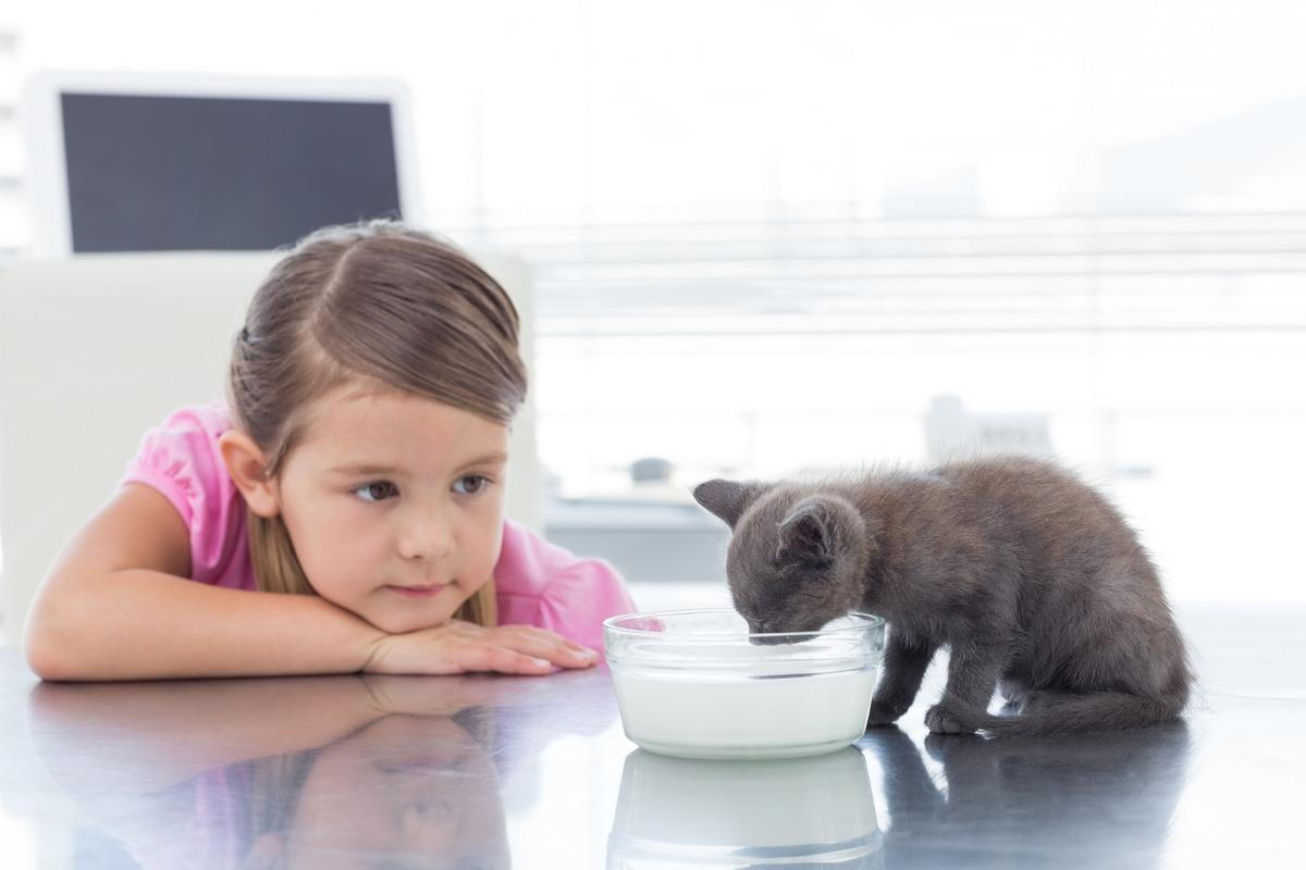 Pet owner watching her cat drink milk