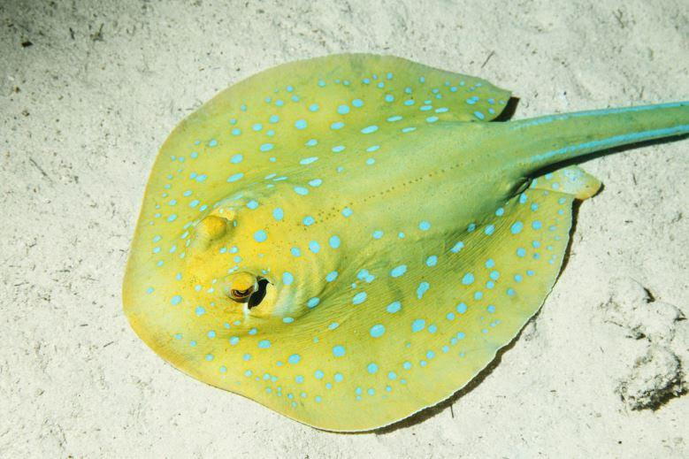 Stingray