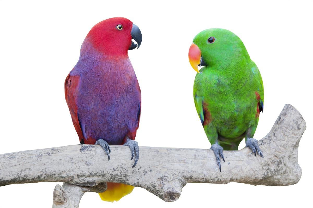 Exotic birds discount and animals vet