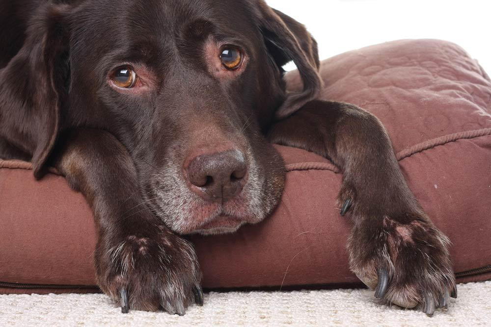 Dog threw up blood hot sale once