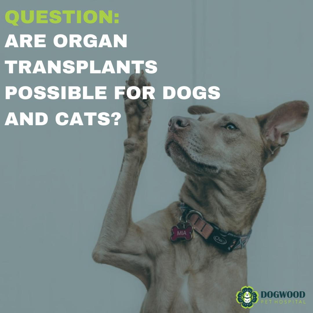 how much does a kidney transplant cost for a dog