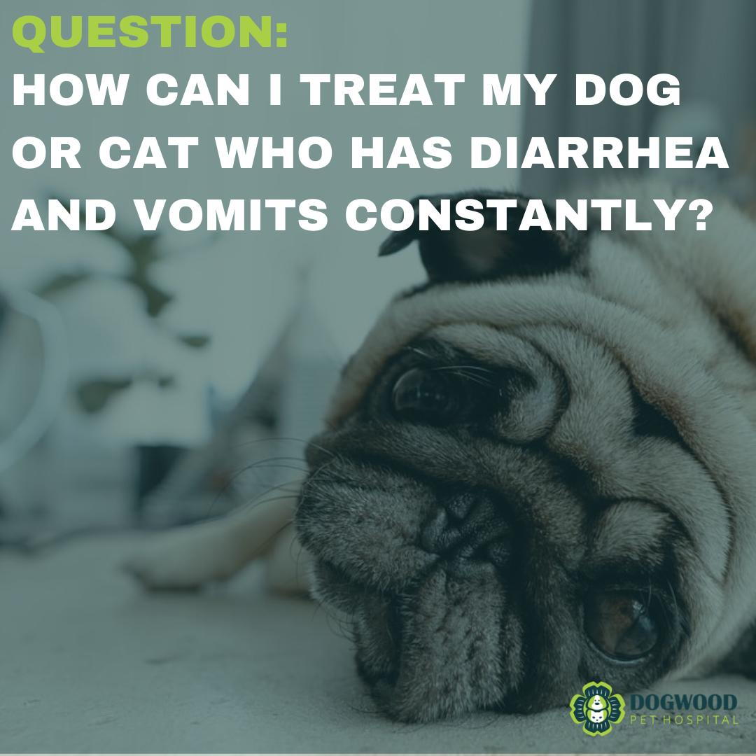 How can I treat my dog or cat who has diarrhea and vomits