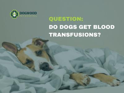 do dogs have blood transfusions