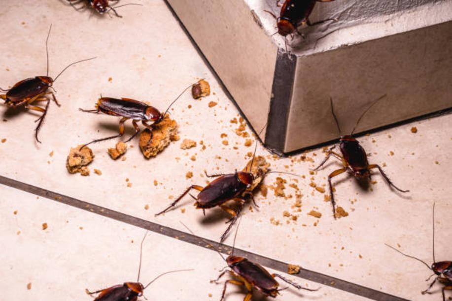 Tenant Rights During Pest Infestations