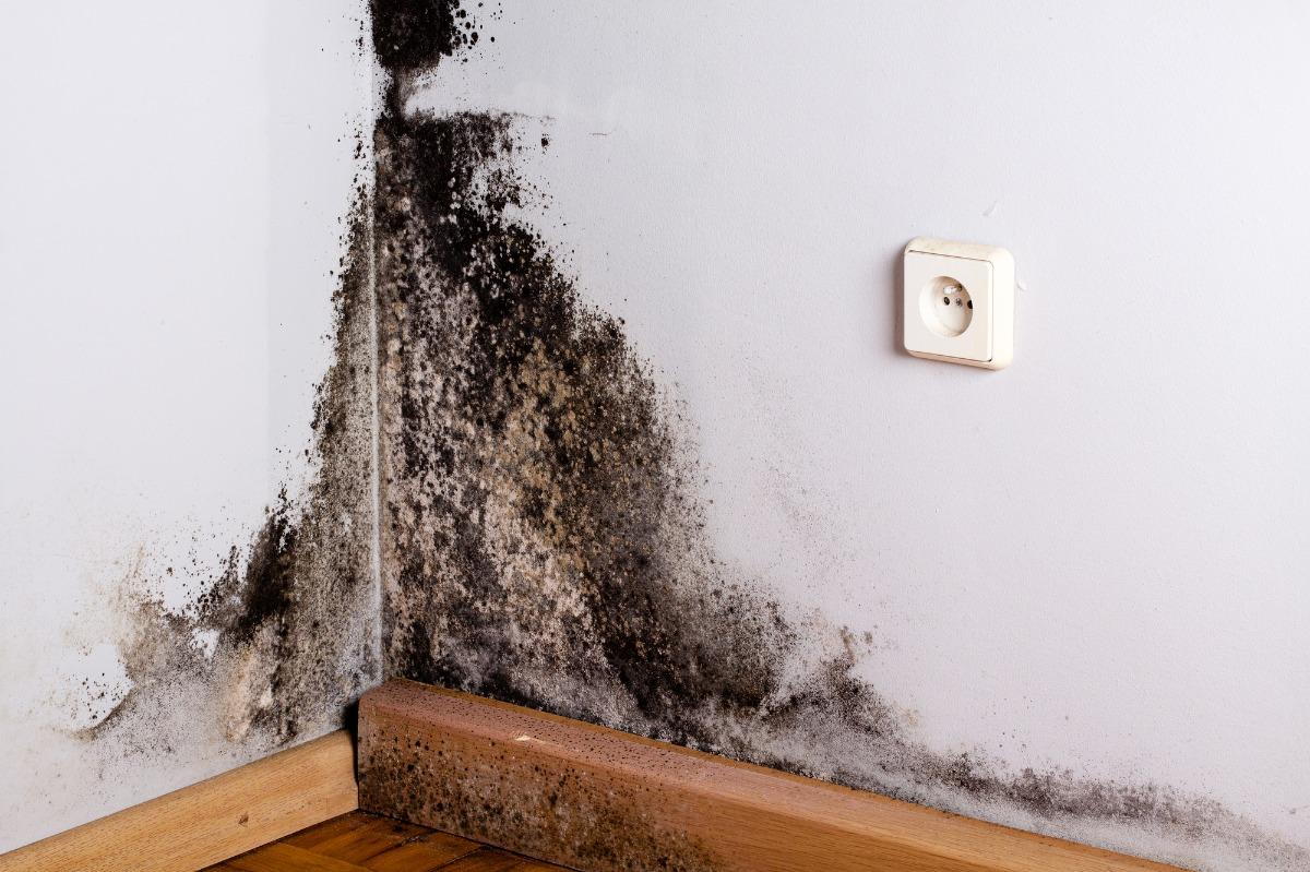 Black mold spreads from the corner in an apartment
