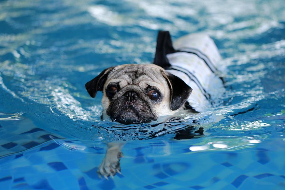 Water Therapy for Pets