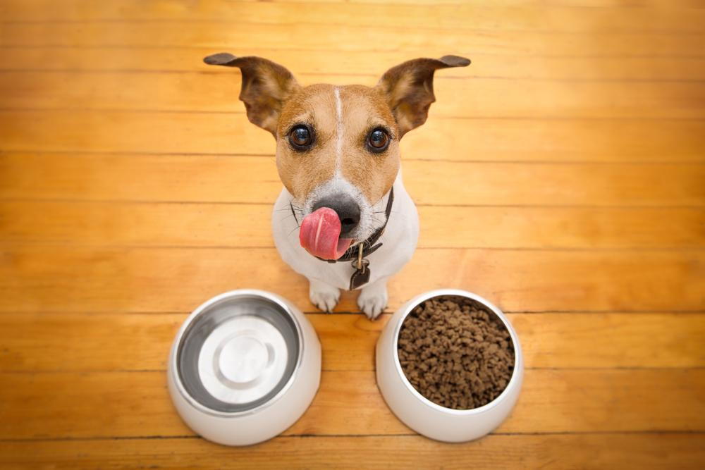 The problem with shop grain free dog food