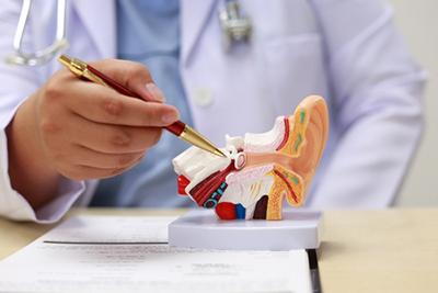 ENT specialist pointing to the inner ear on an ear anatomy model