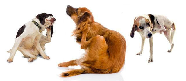 what causes itching in puppies