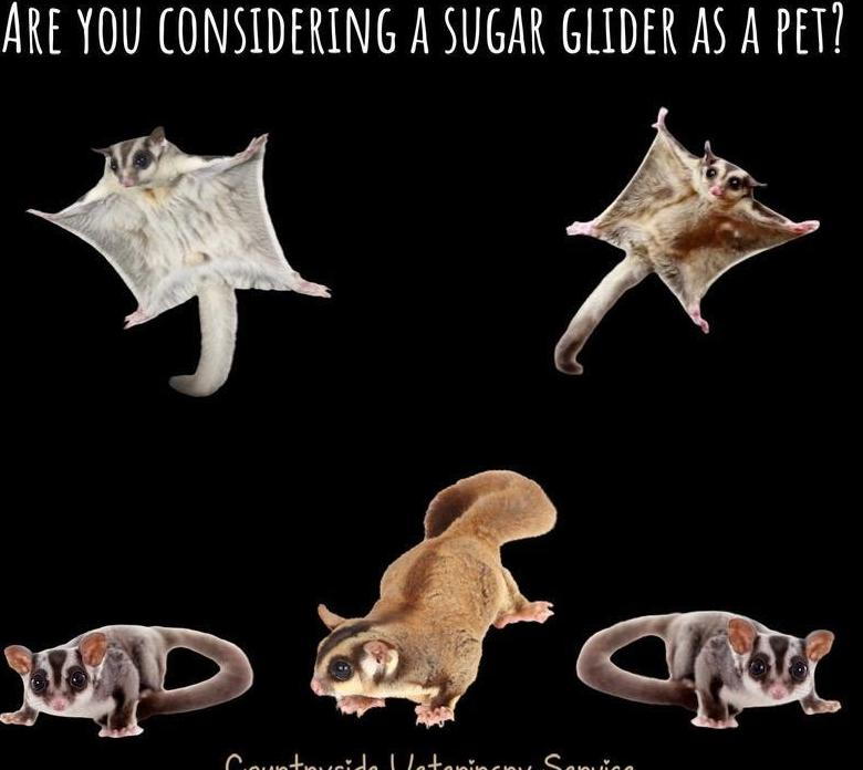 Sugar Gliders as Pets