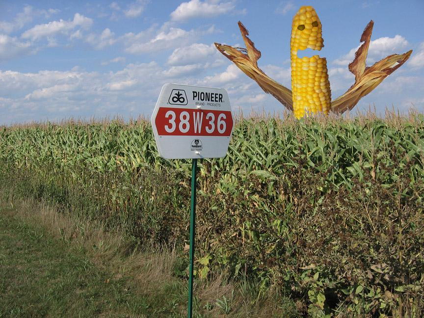 Killer GMO Corn in Corn Field