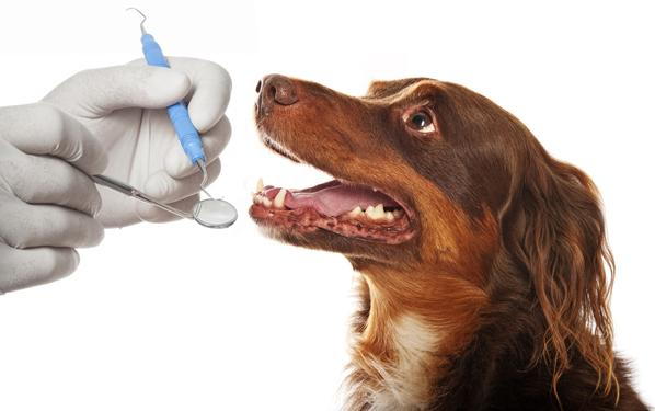 Dental Care for Pets