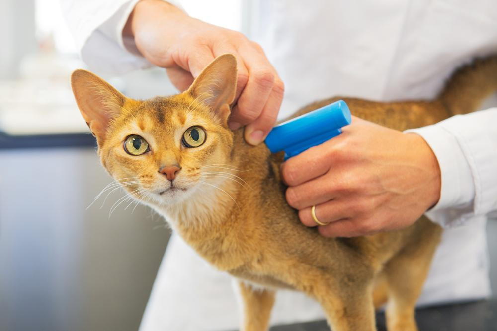 Veterinarian microchipping a cat