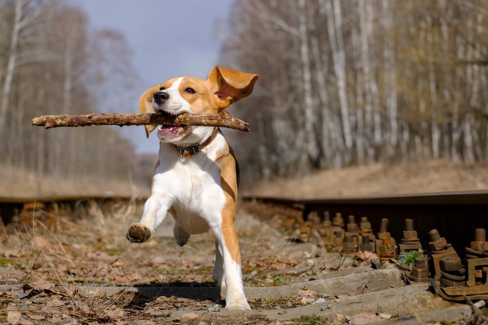 Beagle Puppy running on train tracks in Omaha.