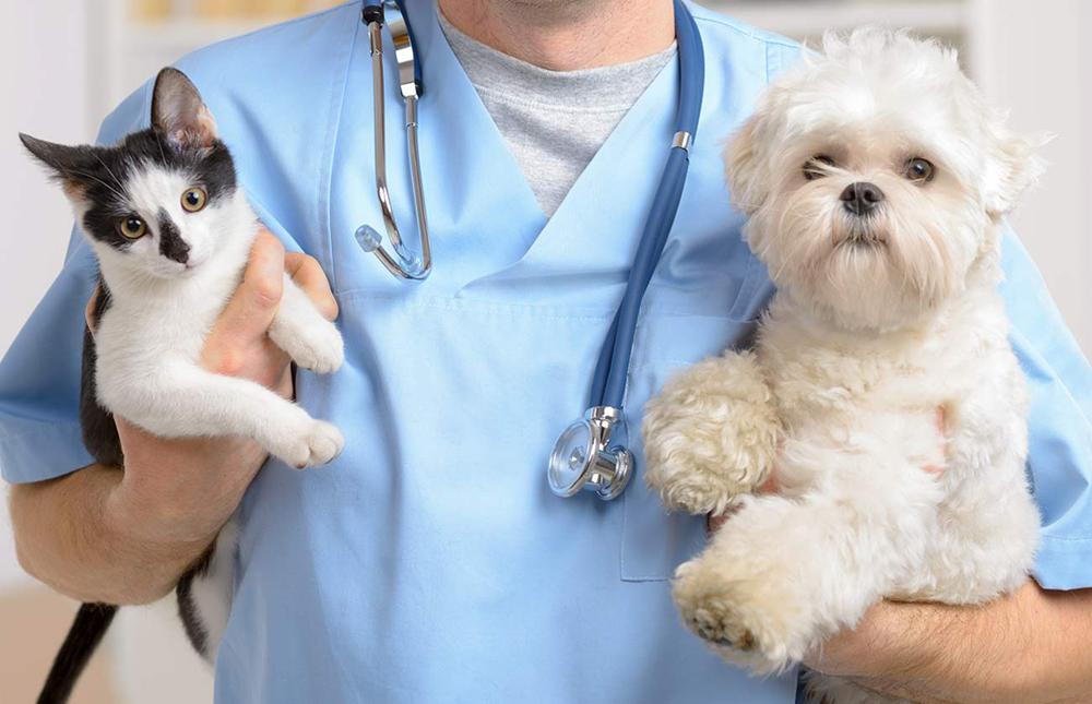 pet patients in pain from injury