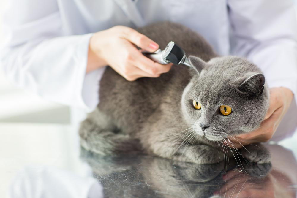 image of a cat with a vet