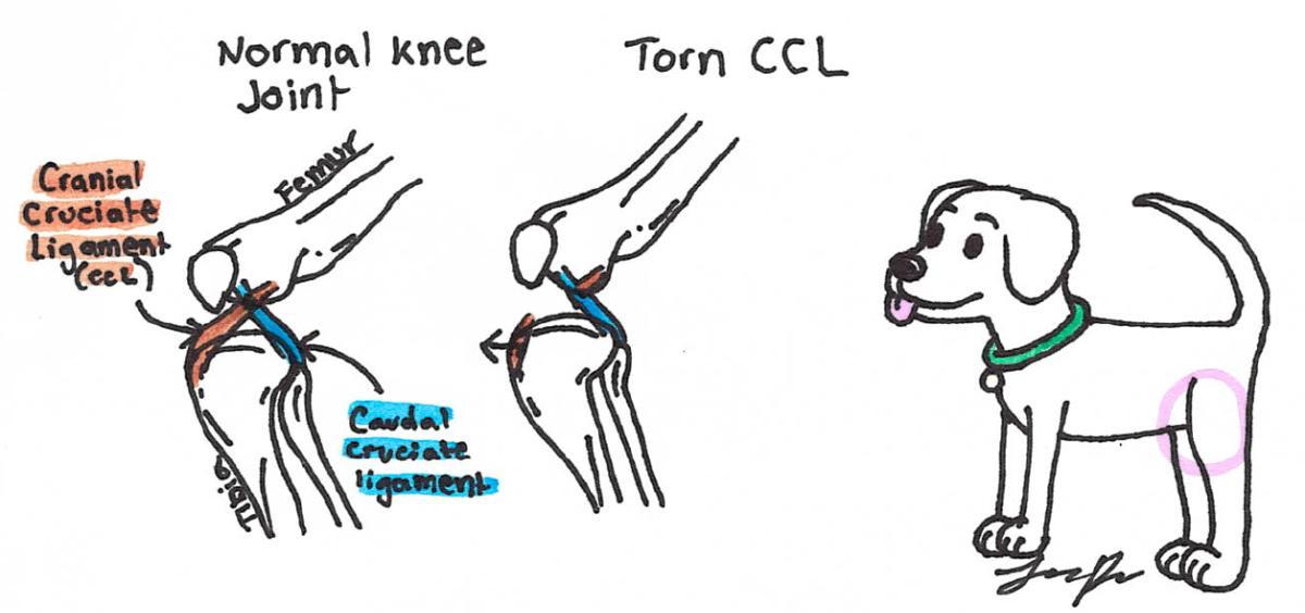 how long should a dog limp after acl surgery