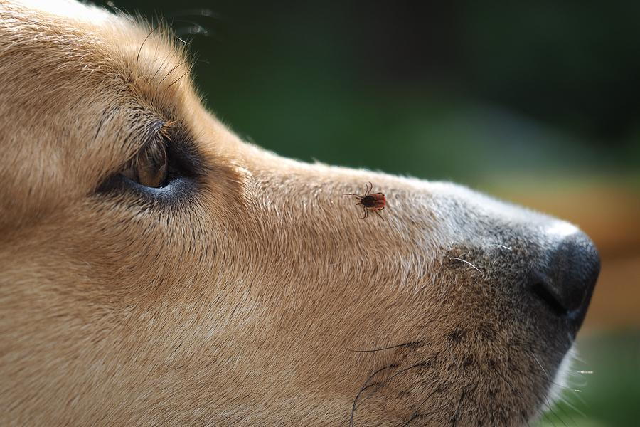 can ticks cause vomiting in dogs