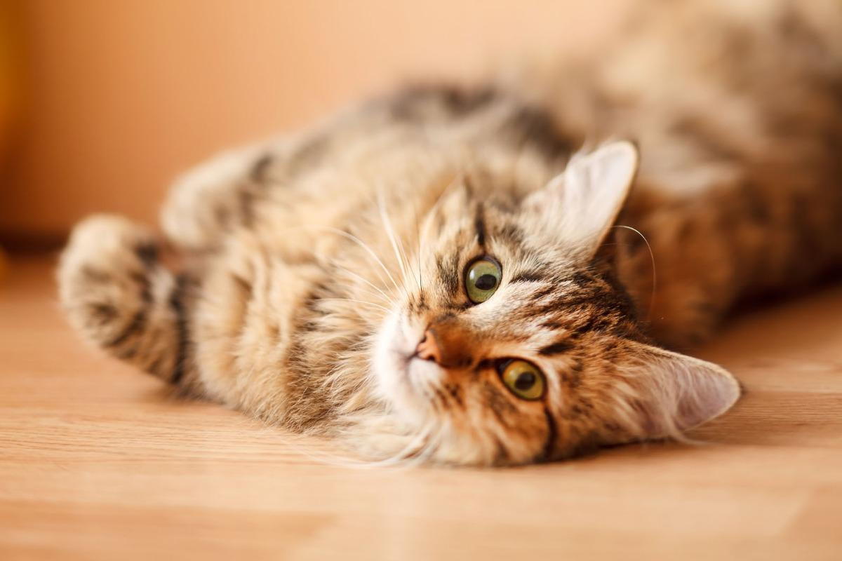 Язык тела кошки – умеете ли вы говорить по-кошачьи?