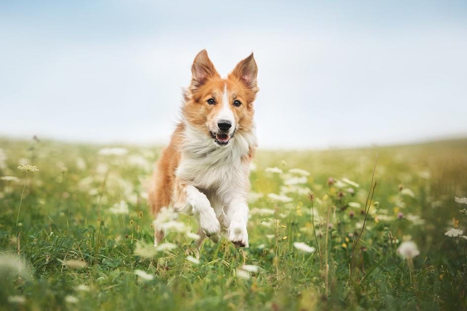 How to Treat Your Pet's Allergies in Lexington, Kentucky (KY)
