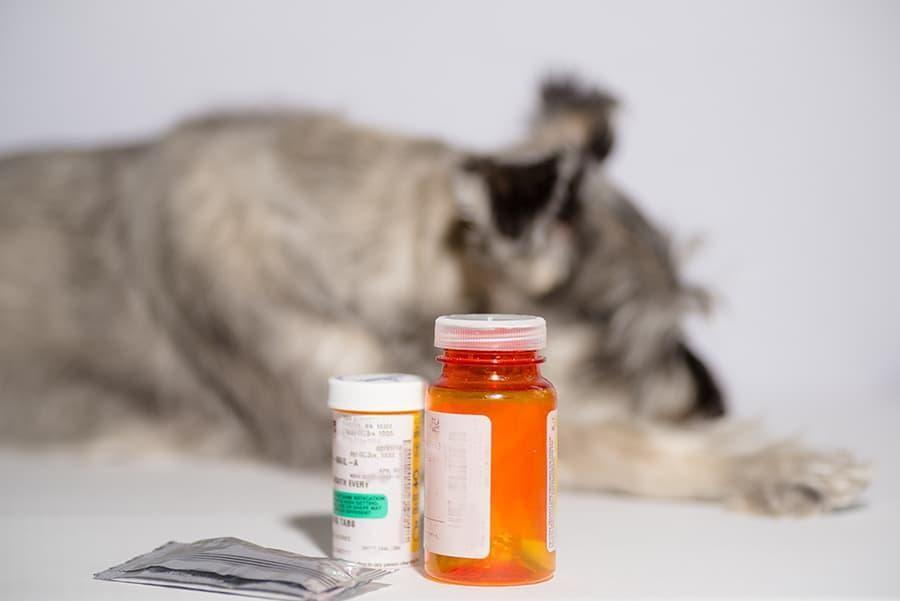 4 Household Items That May Be Poisonous for Pets in Lexington, Kentucky (KY) like Human Pharmaceuticals
