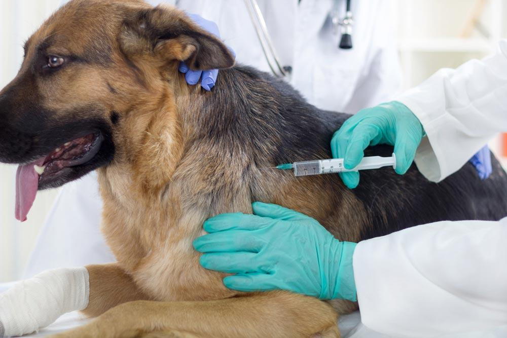 Dog having injection