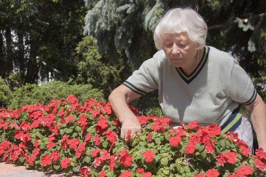 Old woman picking flowers