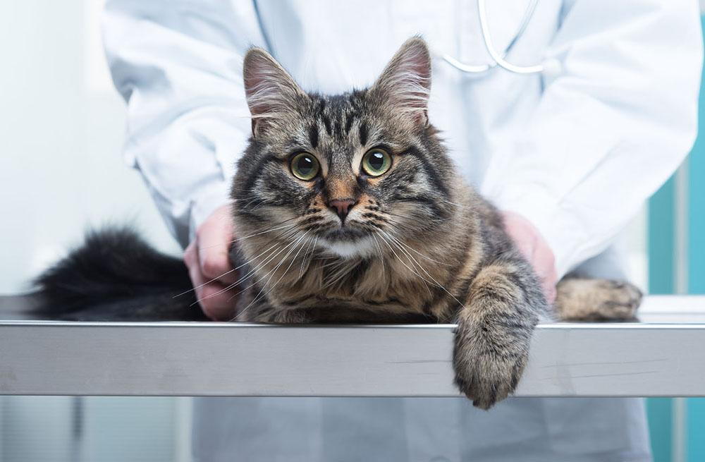 veterinarian holding a gray cat