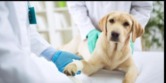 Treatment for a Pet Injury