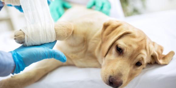 Treating Pet injuries