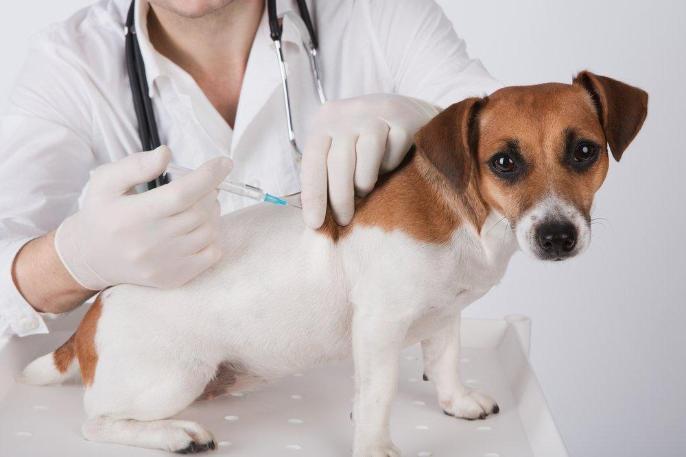 how many vaccinations do puppies need