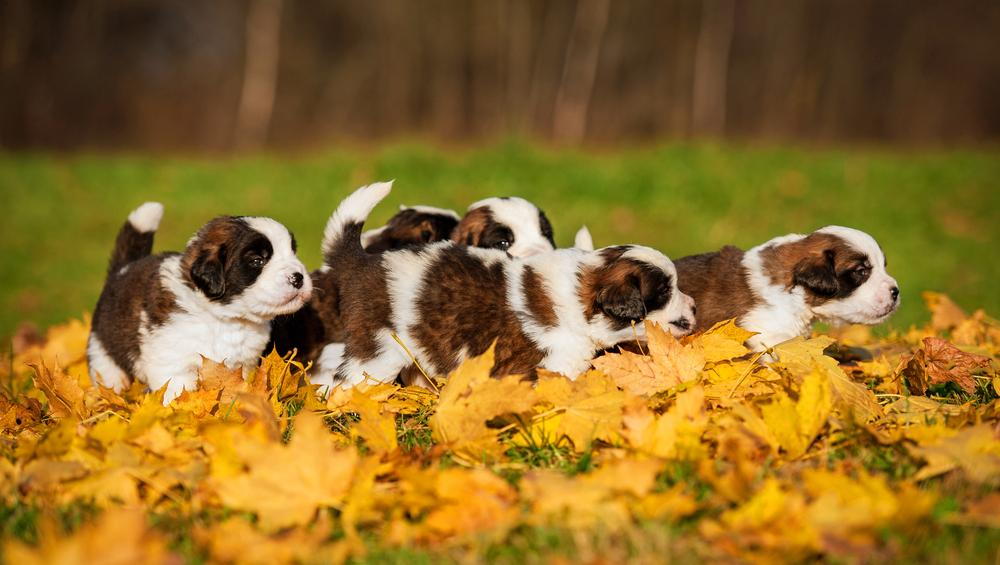 Puppies playing in leaves.