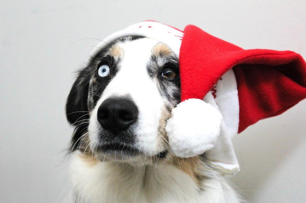 Dog With Santa Hat
