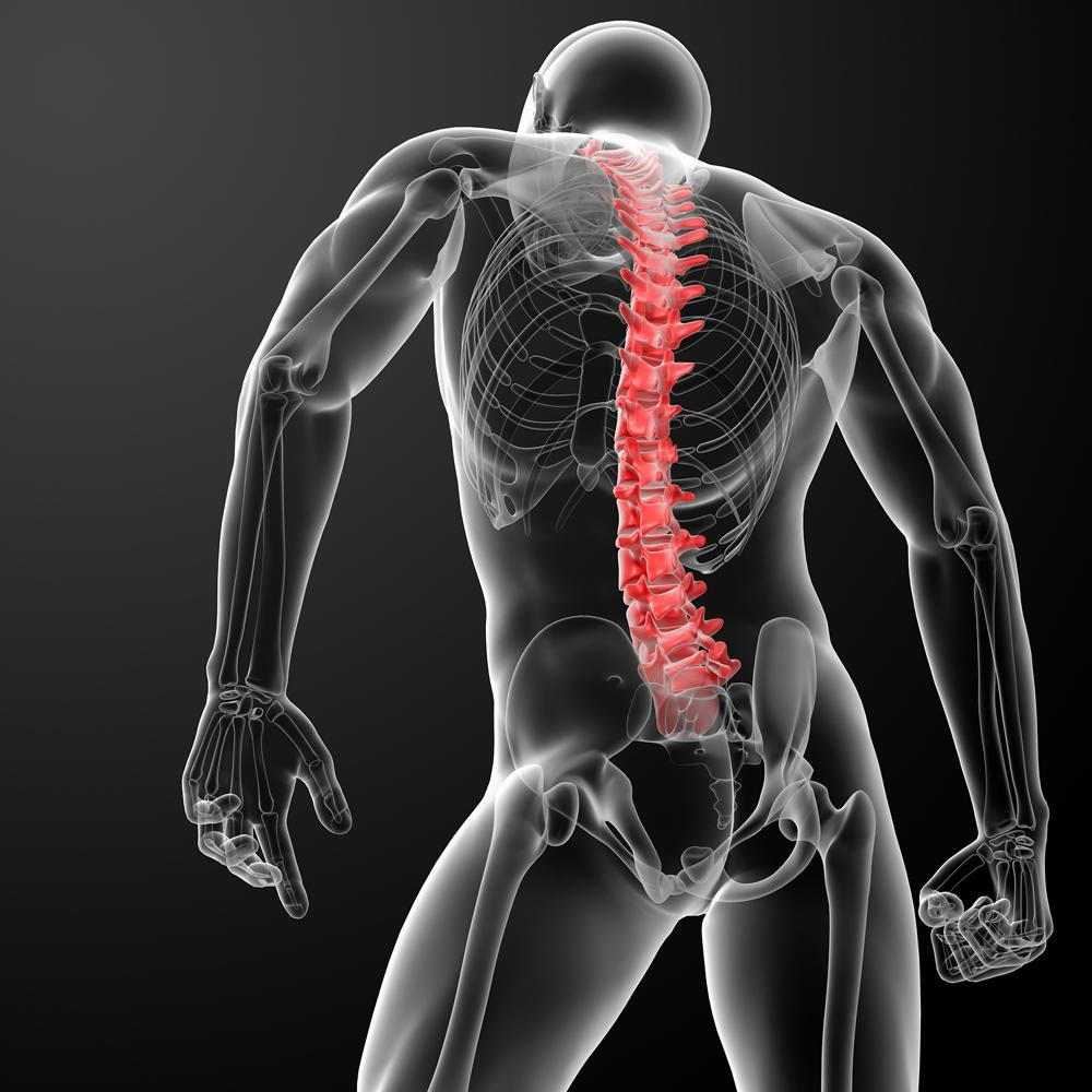 Illustraion of human spine